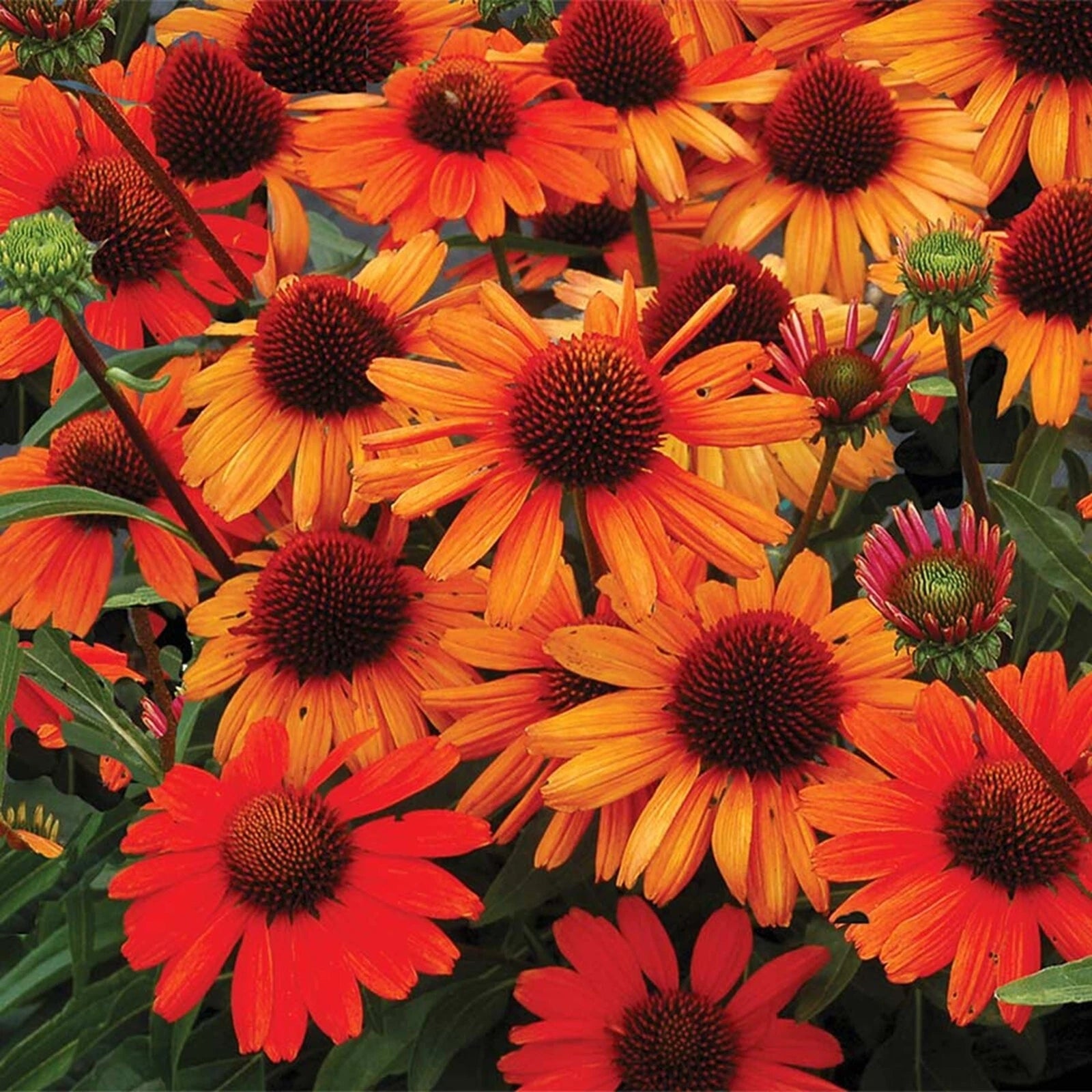 Bright Orange Coneflower Seeds Echinacea Perennial Flower Flowers US SELLER heirloom non-gmo seeds