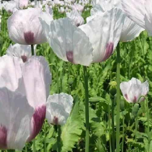 Untreated Tasmanian Purple & White Poppy Seeds (Papaver somniferum) for Planting – Heirloom, Non-GMO, High Germination Organic Garden Seeds