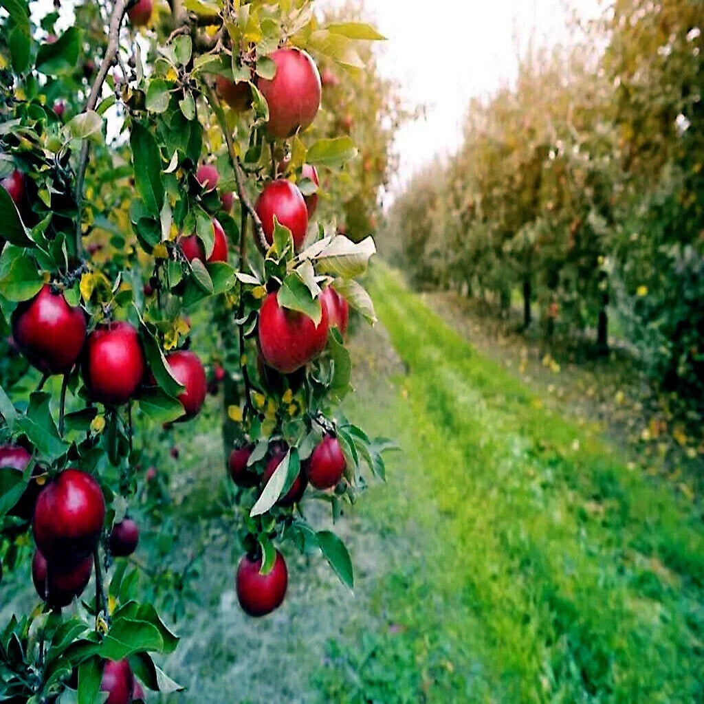 Paradise Apple Tree Seeds Malus p Red Delicious Hardy- Garden Fruit Plant – Heirloom, Non-GMO