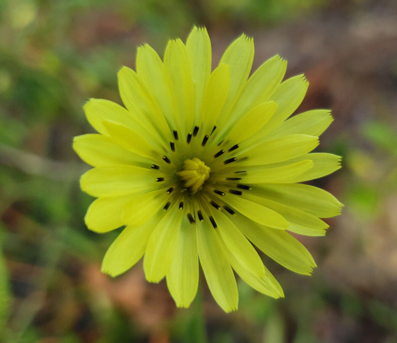 Carolina Desert Chicory Seeds Pyrrhopappus Carolinianus Florida Native heirloom non-gmo seeds