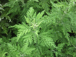 ARTEMISIA ANNUA Seeds Sweet Sagewort shipping heirloom non-gmo seeds