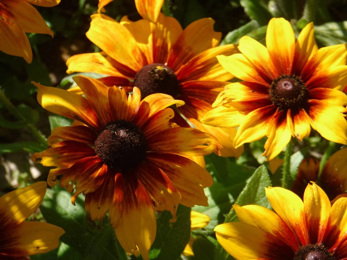 Rudbeckia Autumn colors seeds heirloom non-gmo seeds
