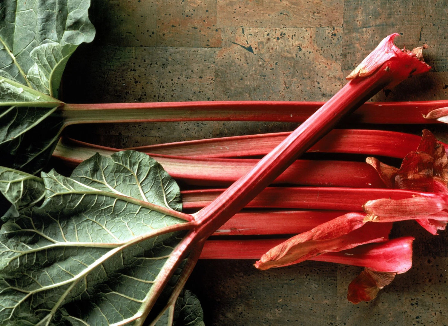 Victoria Rhubarb Seeds Vegetable Red Perennial Seed Shipping – Heirloom, Non-GMO, High Germination Organic Garden Seeds