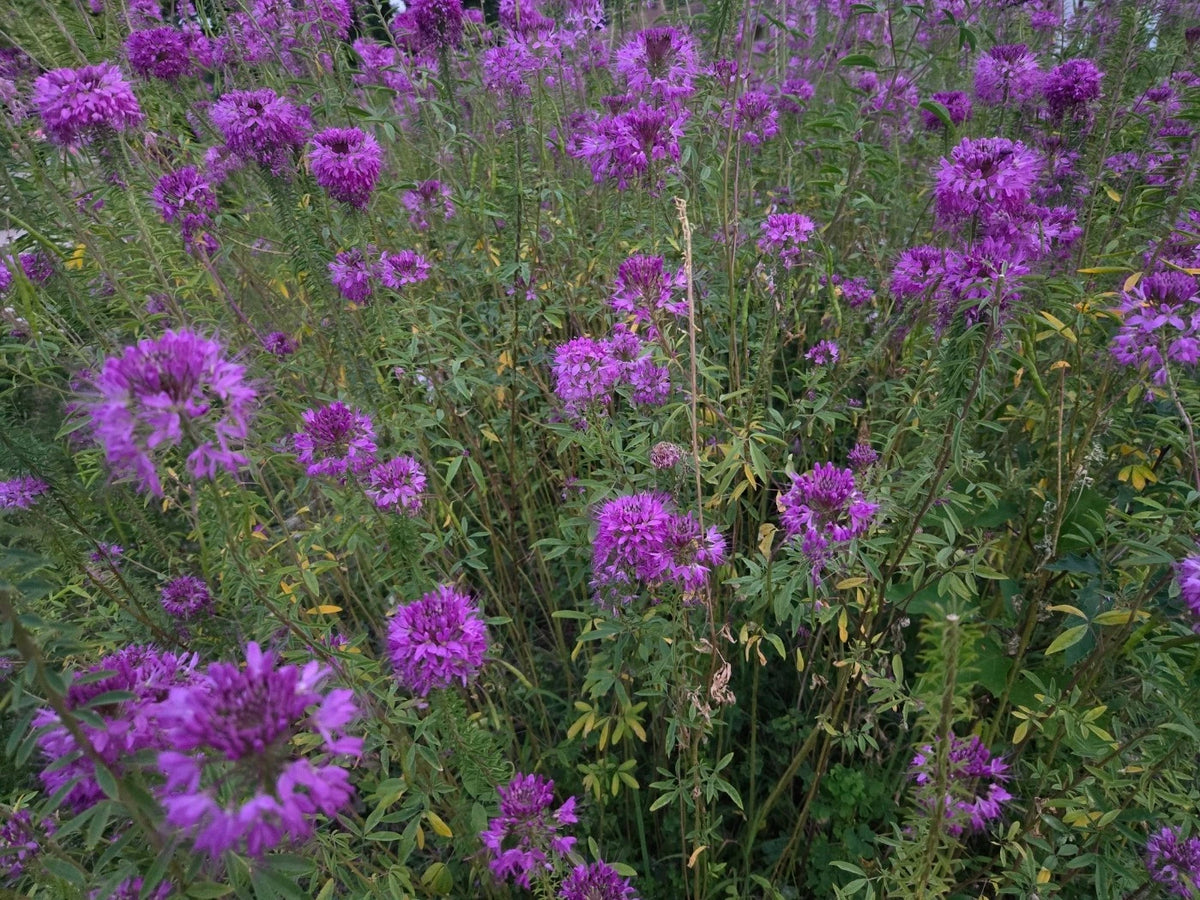 GRAM Cleome Serrulata Seeds NATIVE SW US Rocky Mountain Bee Plant ...