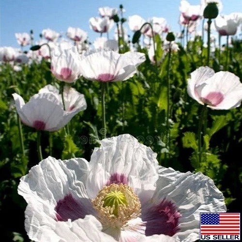STRATIFIED Tasmanian Papever Somniferum Poppy Seeds for Planting – Heirloom, Non-GMO, High Germination Organic Garden Seeds