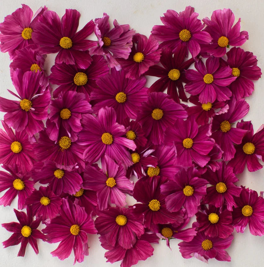 Cosmos RUBENZA Unique Ruby Color Pollinators Dwarf Butterflies Seeds heirloom non-GMO seeds