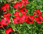 Scarlet Flax Red Flower Seeds Linum Rebrum Annual Garden SHIPPING heirloom non-GMO seeds