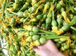 FLOWERS AND BABY PUMPKIN SEEDS HẠt GIỐNG BÍ ĐỎ NỤ GERMINATION heirloom non-gmo seeds