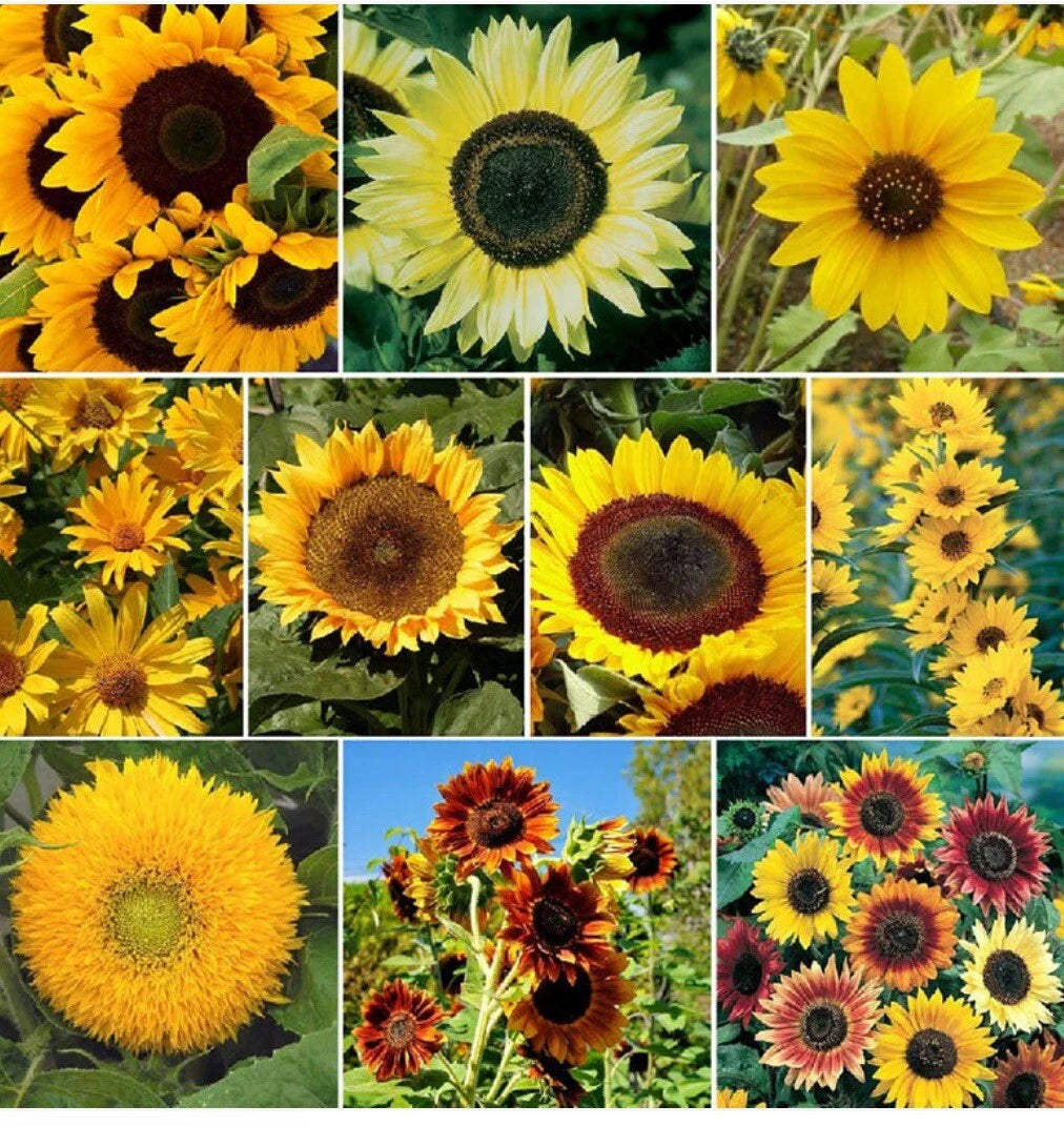 Sunflower Seed Mix - Vibrant Blooms - Shipping - Mixed Varieties Helianthus annuus heirloom non-gmo seeds