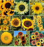 Sunflower Seed Mix - Vibrant Blooms - Shipping - Mixed Varieties Helianthus annuus heirloom non-gmo seeds