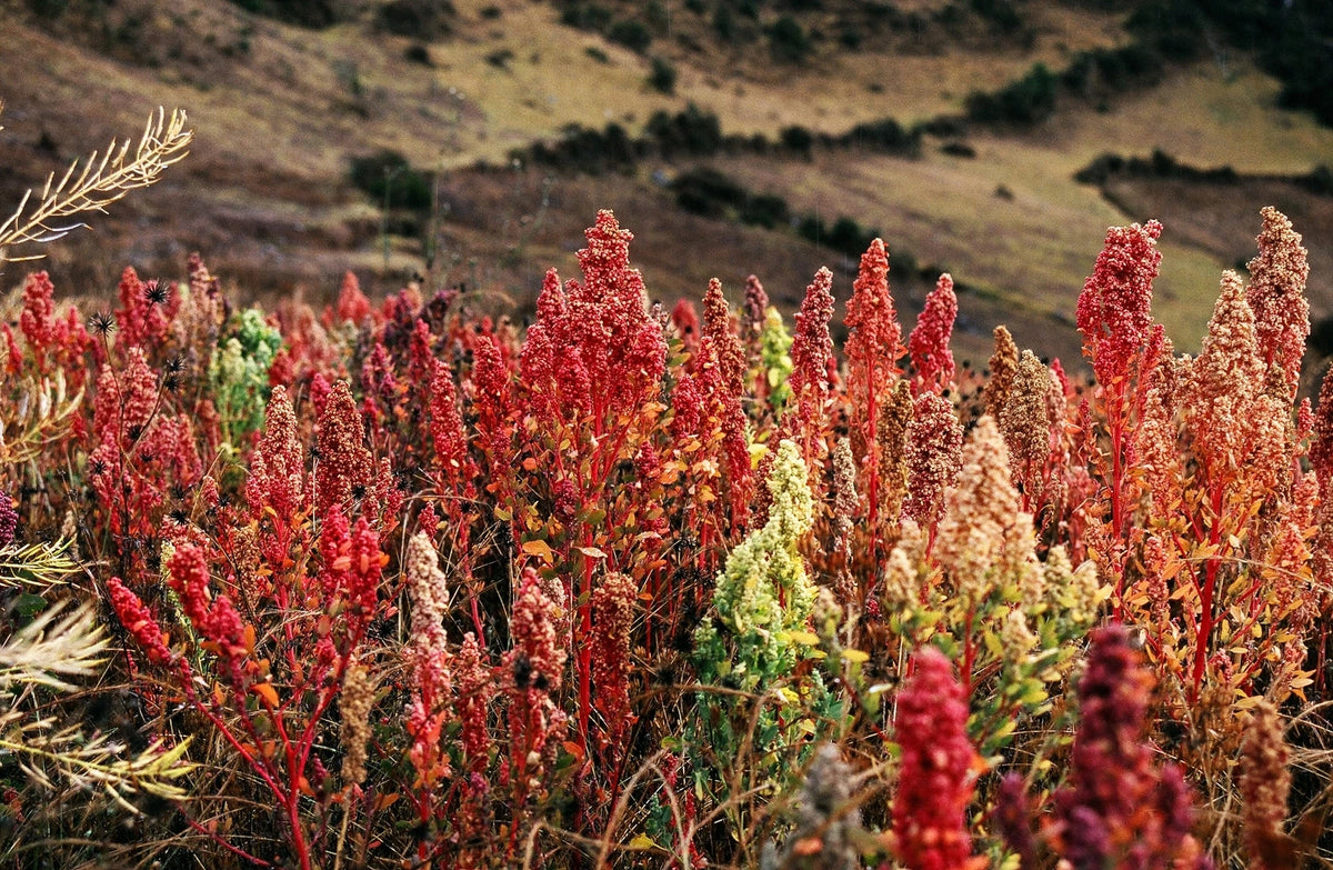 CHENOPODIUM QUINOA Seeds Quinoa shipping Plant seeds – Heirloom, Non-GMO, High Germination Organic Garden Seeds