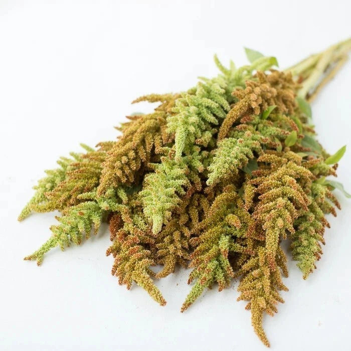 Amaranth Autumn s Touch seeds – Heirloom, Non-GMO, High Germination Organic Garden Seeds