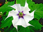 Datura Stramonium Jamestown Strain JimsonWeed ThornApple Refrigerated Seeds heirloom non-gmo seeds