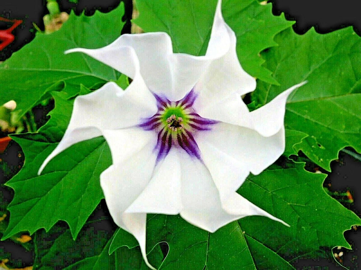 Datura Stramonium Jamestown Strain JimsonWeed ThornApple Refrigerated Seeds heirloom non-gmo seeds