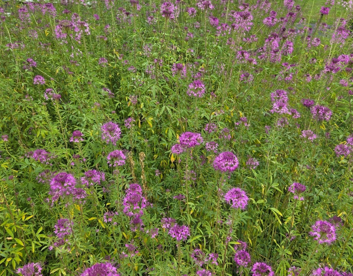 GRAM Cleome Serrulata Seeds NATIVE SW US Rocky Mountain Bee Plant ...
