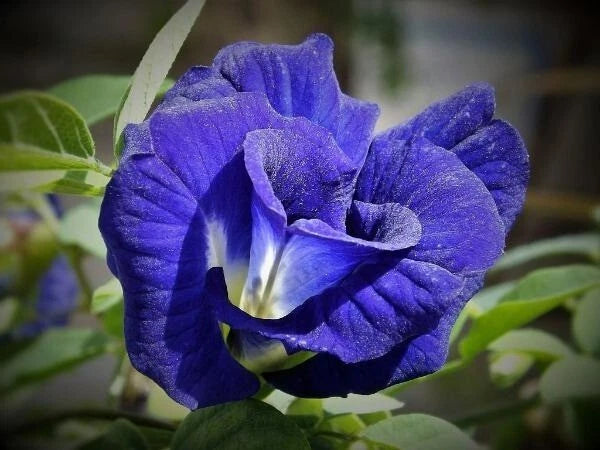 Clitoria ternatea Double Blue Butterfly Pea Seeds – Heirloom, Non-GMO, High Germination Organic Garden Seeds