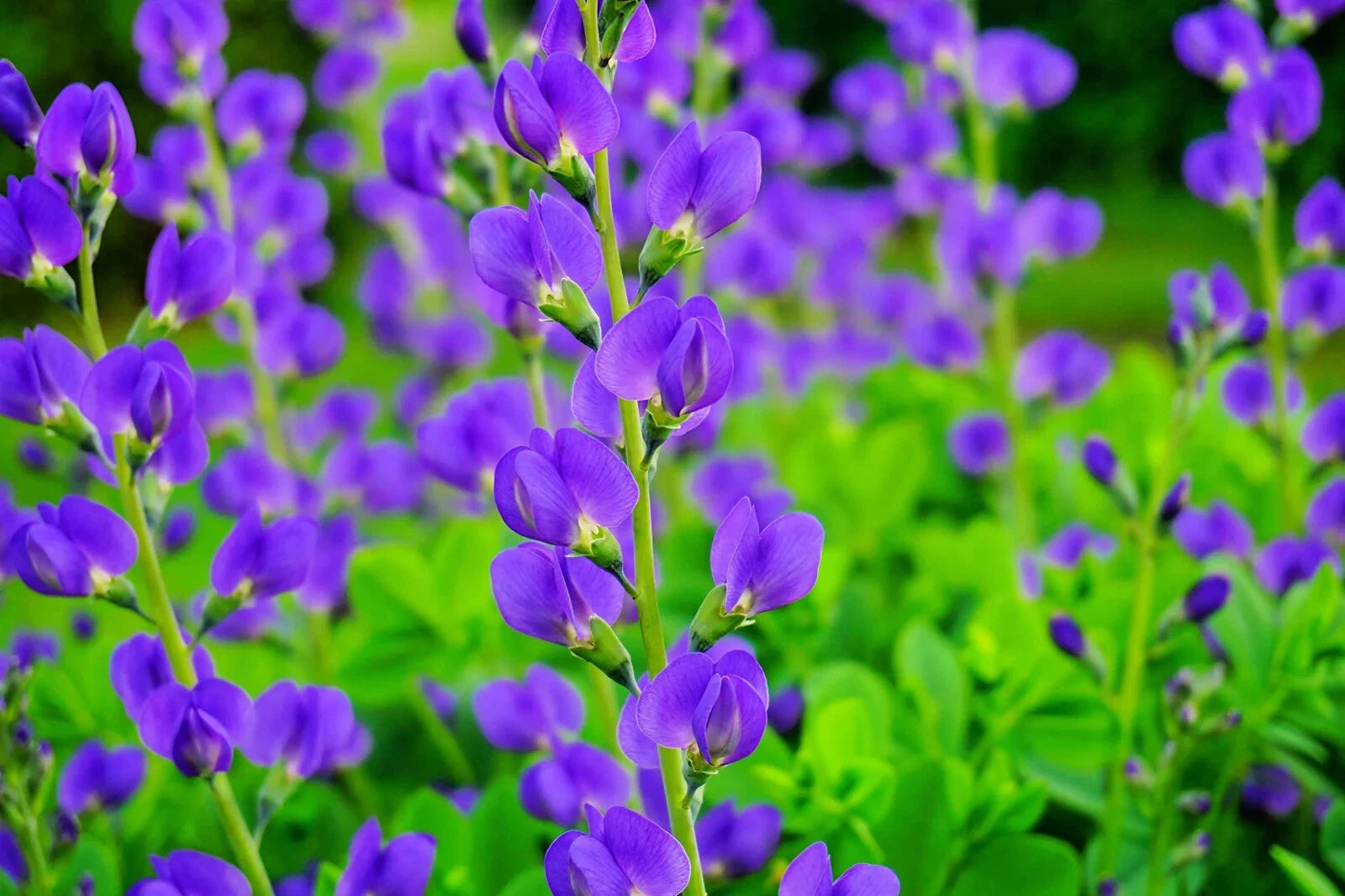 BLUE FALSE INDIGO SEEDS BAPTISIA AUSTRALIS HARDY ZONE - Beautiful Easy heirloom non-gmo seeds