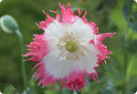 Amphora Poppy Seeds P Somniferum - Stunning Frilly White and Pink Petals Papaver sp. heirloom non-gmo seeds