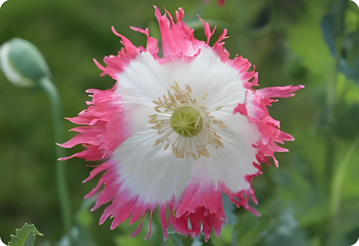 Amphora Poppy Seeds P Somniferum - Stunning Frilly White and Pink Petals Papaver sp. heirloom non-gmo seeds