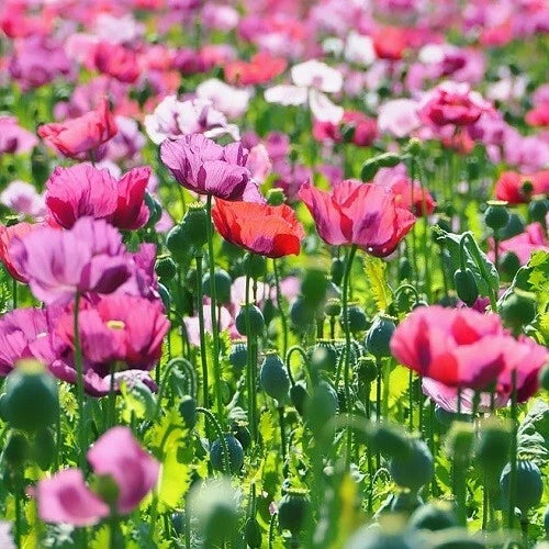 Gorgeous Mixed Solids Poppy Flower Seeds Papaever somniferum Planting Papaver sp. heirloom non-gmo seeds