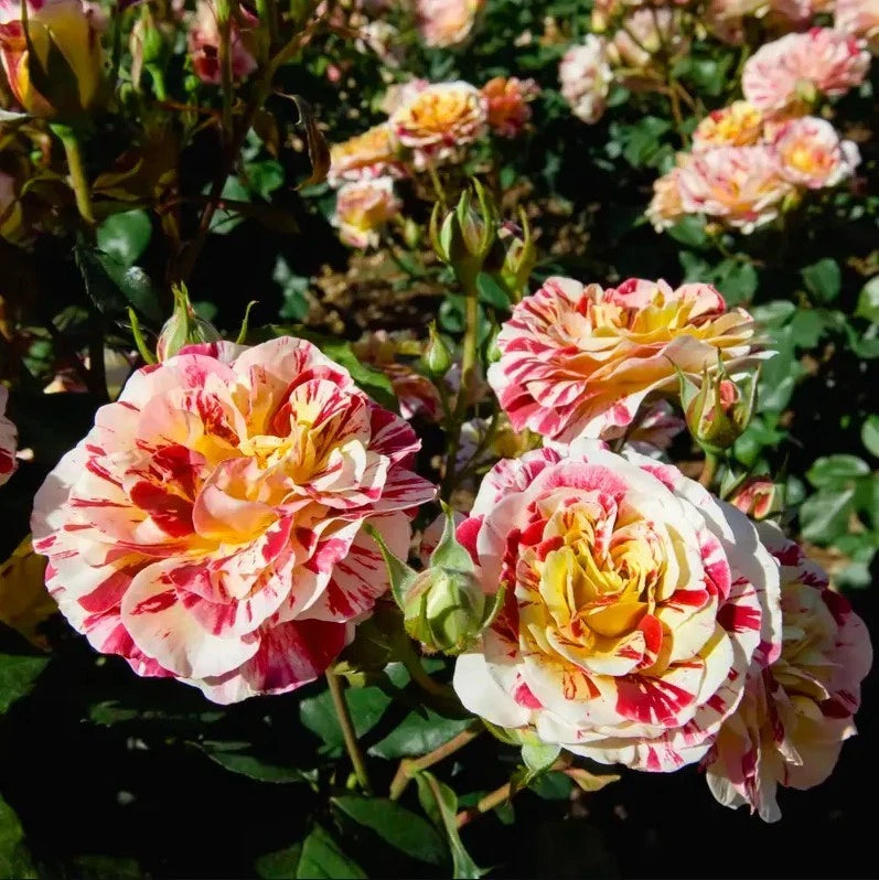 George Burns Floribunda Rose Seeds - Seeds - Rose Flower Gardening – Heirloom, Non-GMO, High Germination Organic Garden Seeds