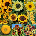 Beautiful Variety Sunflower Mix Species Sunny Sunflowers SHIPPING heirloom non-GMO seeds