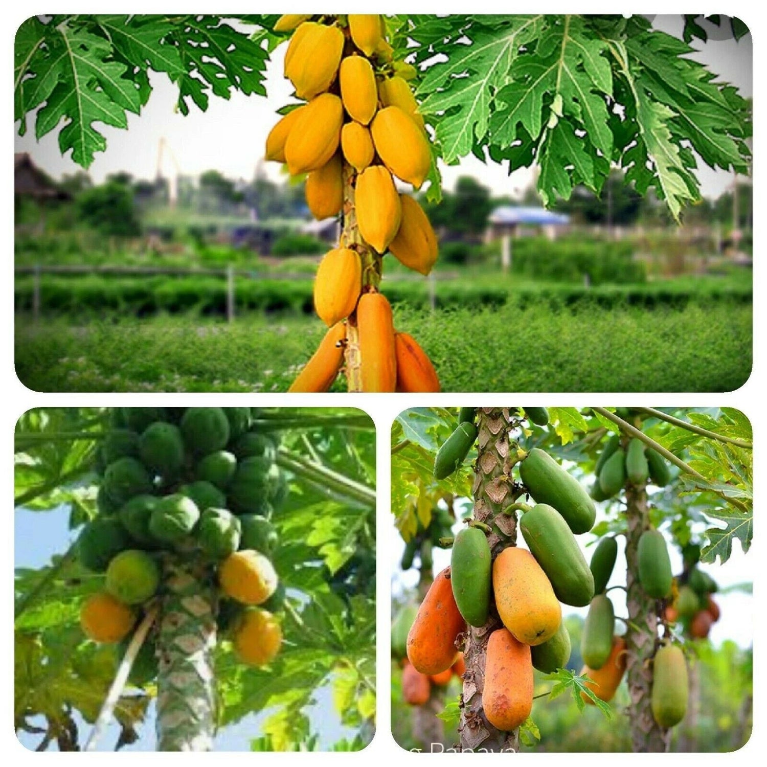 Papaya Seeds w TURMERIC Powder Curcumin Gluten – Heirloom, Non-GMO, High Germination Organic Garden Seeds
