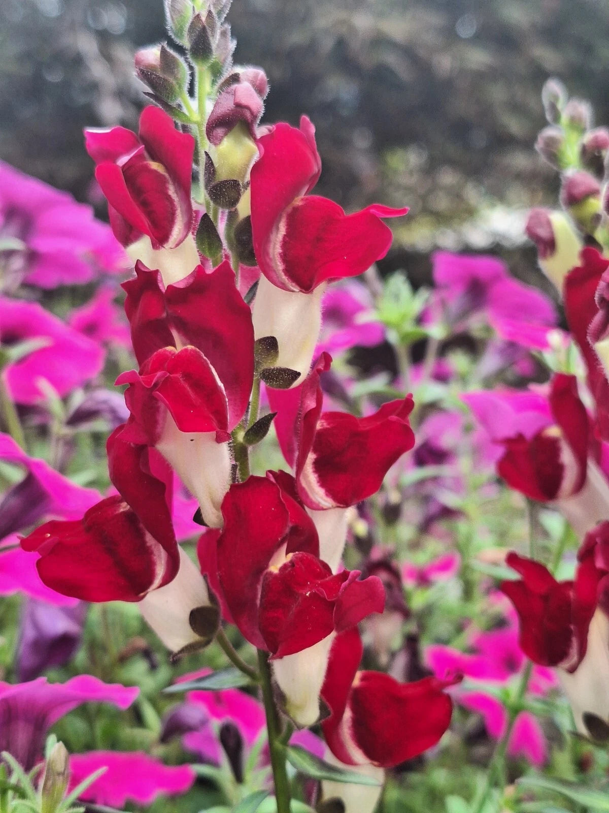 SNAPDRAGON NIGHT AND DAY SEEDS DEEP-RED WITH A WHITE THROAT – Heirloom, Non-GMO, High Germination Organic Garden Seeds