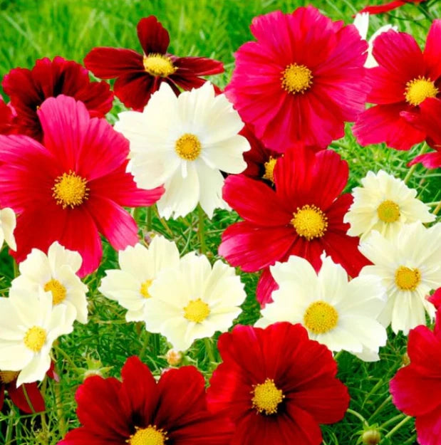 Cosmos RUBIES SUNSHINE Red Flowers Pollinators Butterflies Seeds heirloom non-GMO seeds