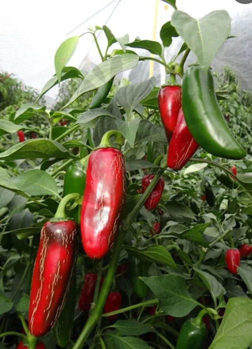Grande Jalapeno Seeds Shipping – Heirloom, Non-GMO, High Germination Organic Garden Seeds