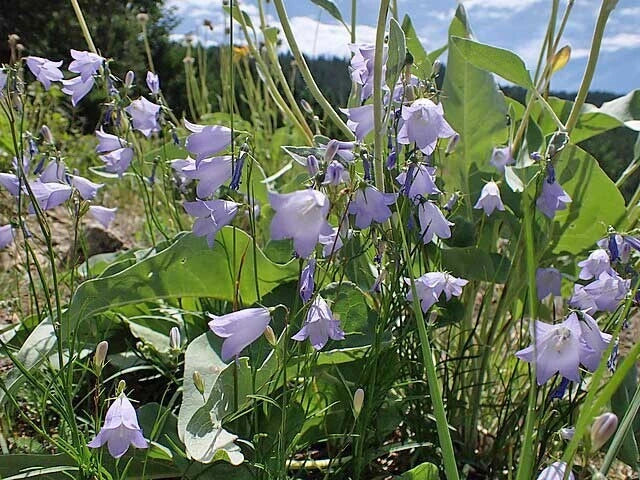Campanula rotundifolia Bluebell of Scotland Seeds heirloom non-gmo seeds
