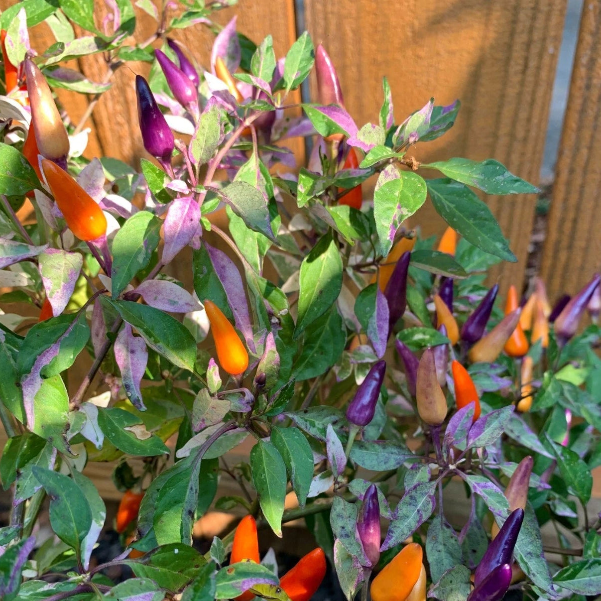 Blue Christmas Variegated Pepper Seeds – Heirloom, Non-GMO, High Germination Organic Garden Seeds