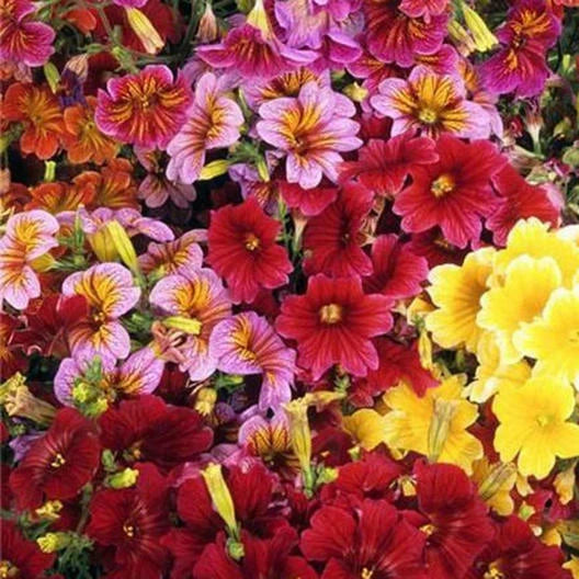 Painted Tongue SUPERBISSIMA Mix salpiglossis Seeds heirloom non-GMO seeds