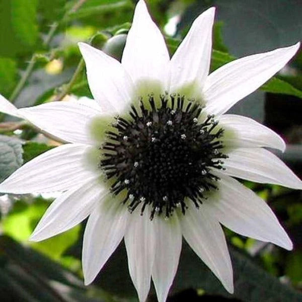 Rojasianthe superba Giant White Sunflower Tree Seeds Helianthus annuus heirloom non-GMO seeds