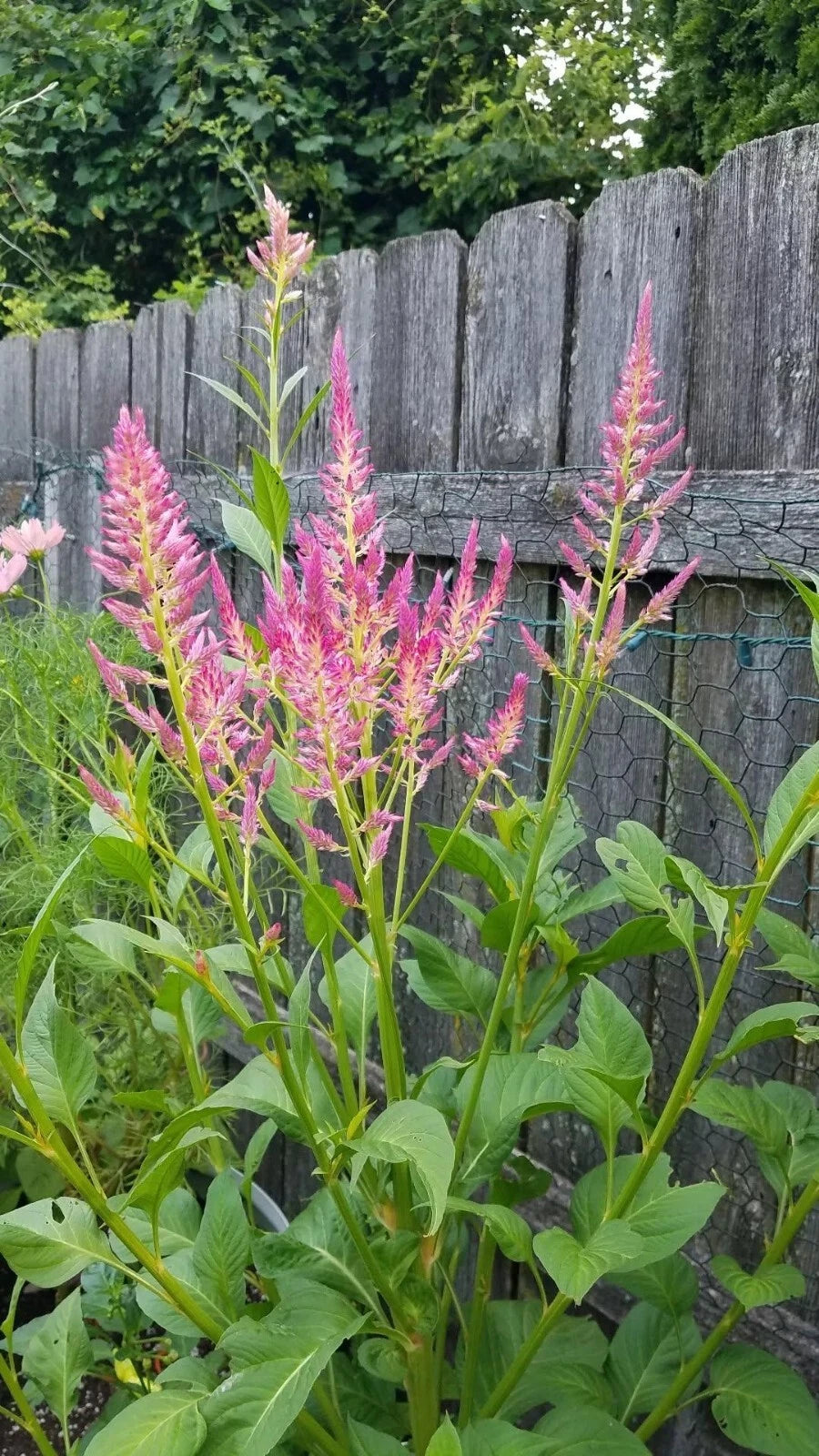 Summer Sherbert Celosia Seeds Seeds RARE Shipping Seeds – Heirloom, Non-GMO, High Germination Organic Garden Seeds