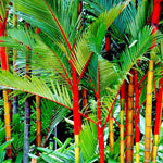 RED SEALING WAX LIPSTICK PALM TREE SEEDS Cyrtostachys renda House Plant RARE heirloom non-gmo seeds
