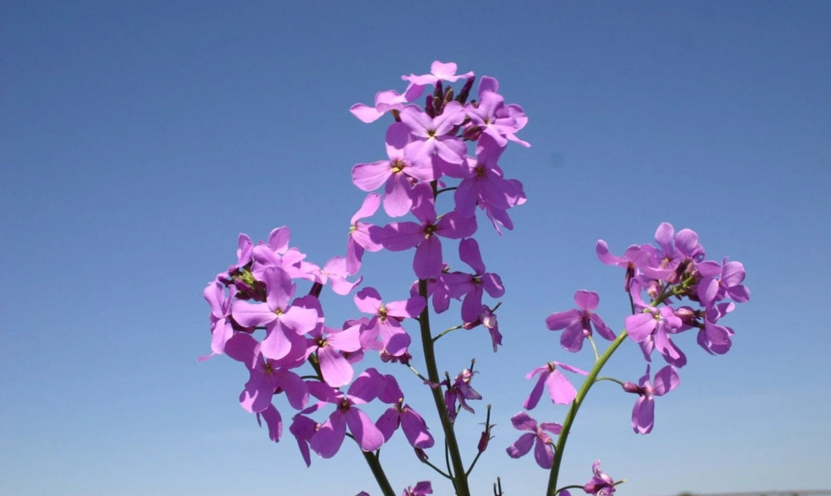 Dames Rocket seeds - Flower Hesperis matronalis - Fragrant and Colorf – Heirloom, Non-GMO, High Germination Organic Garden Seeds