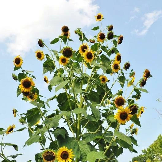 Sunflower SKYSCRAPER TALL Edible HUGE FLOWERS Seeds Helianthus annuus heirloom non-gmo seeds