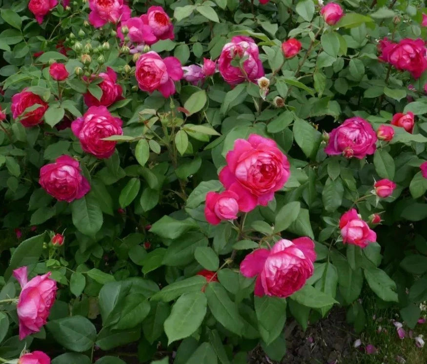 Benjamin Britten Rose Bush Seeds - Seeds - Rose Flower Gardening – Heirloom, Non-GMO, High Germination Organic Garden Seeds