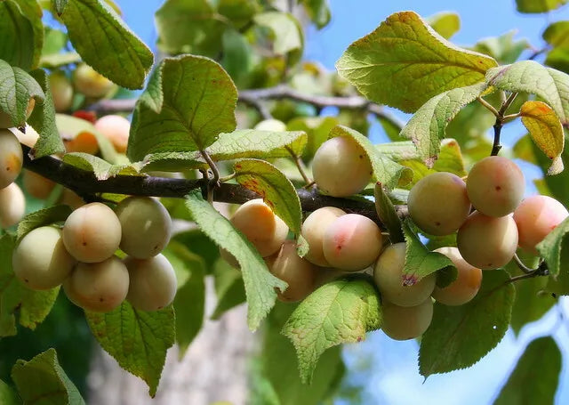 Mexican Plum (Prunus mexicana) Seeds