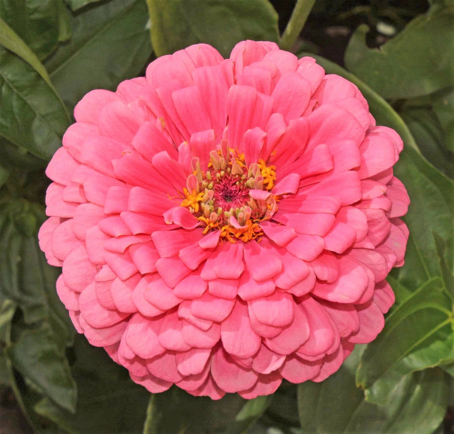 Rose Zinnia Seeds Pollinator Giant Hot Pink Flower Coral Seed for Zinnia elegans heirloom non-gmo seeds