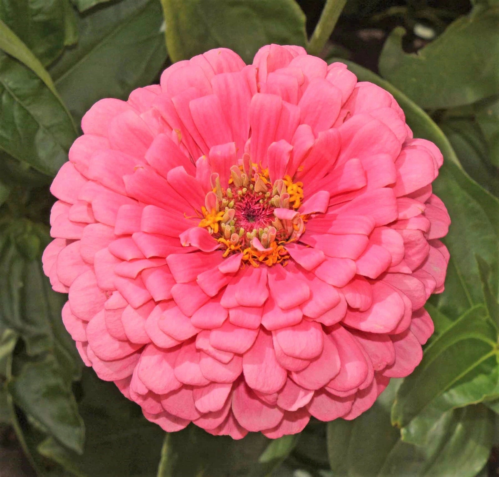 Rose Zinnia Seeds Pollinator Giant Hot Pink Flower Coral Seed for Zinnia elegans heirloom non-gmo seeds