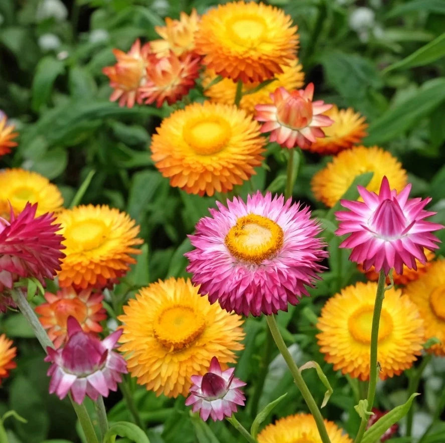 Sultane Strawflower Mix Color - Seeds - Annual White Blooms Plant heirloom non-gmo seeds