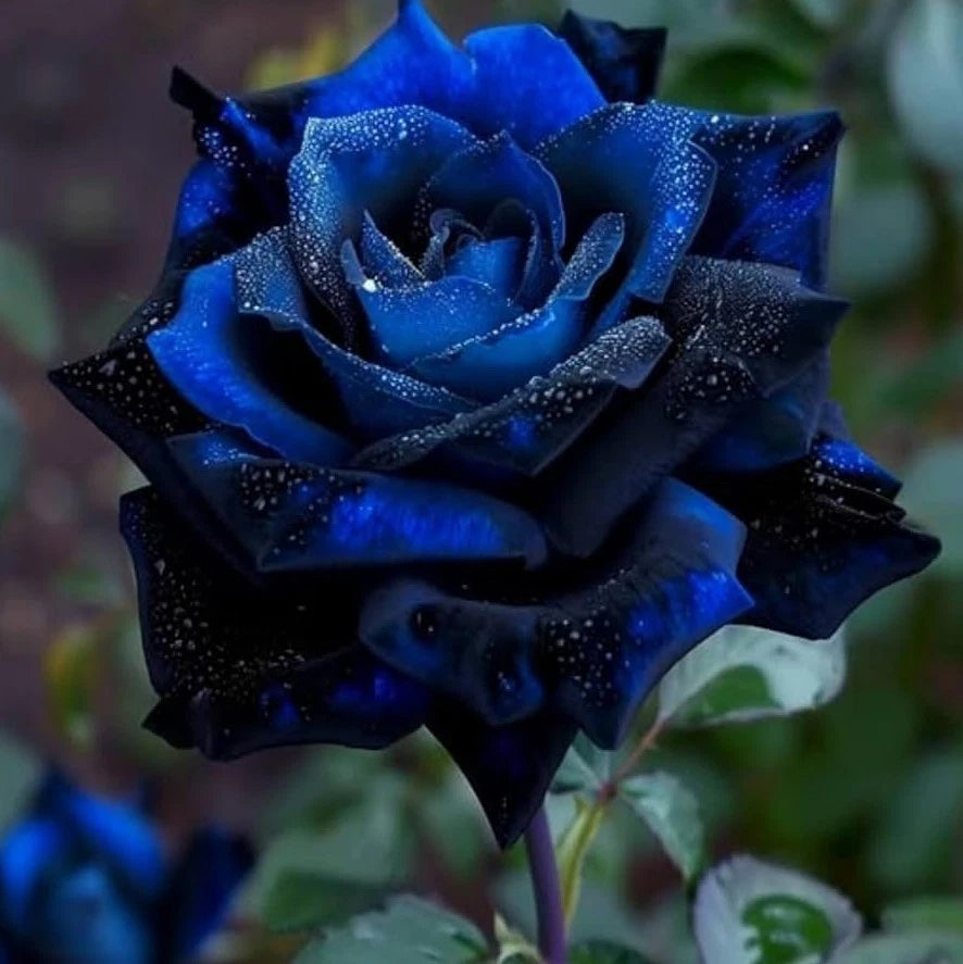 Midnight Supreme Rose Seeds - Seeds - Rose Flower Gardening – Heirloom, Non-GMO, High Germination Organic Garden Seeds