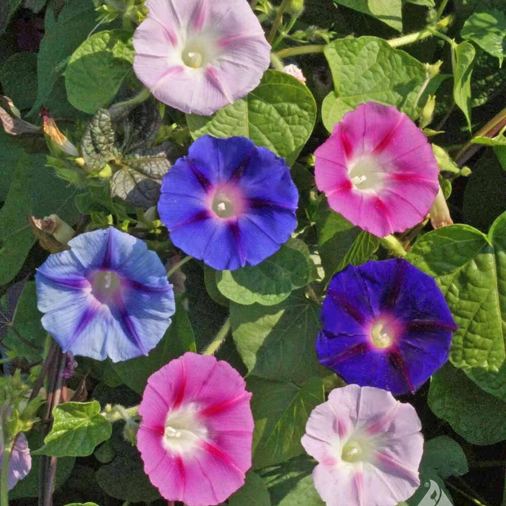 CLIMBERS DELUXE MIX Colorful Morning Glory Sweet Pea Nasturtium Vines Seeds – Heirloom, Non-GMO, High Germination Organic Garden Seeds