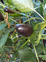 Purple Jalapeno Pepper Seeds Grown Spicy Fruits heirloom non-gmo seeds