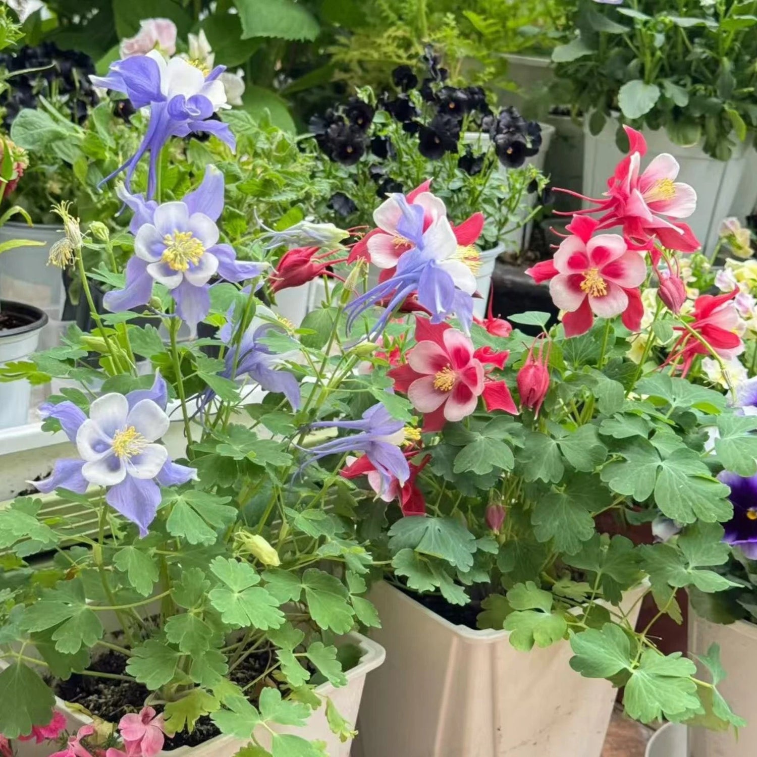 Blue & White Columbine Seeds Elegant Bi-Color Blooms for Shade Gardens – Heirloom, Non-GMO, High Germination Organic Garden Seeds