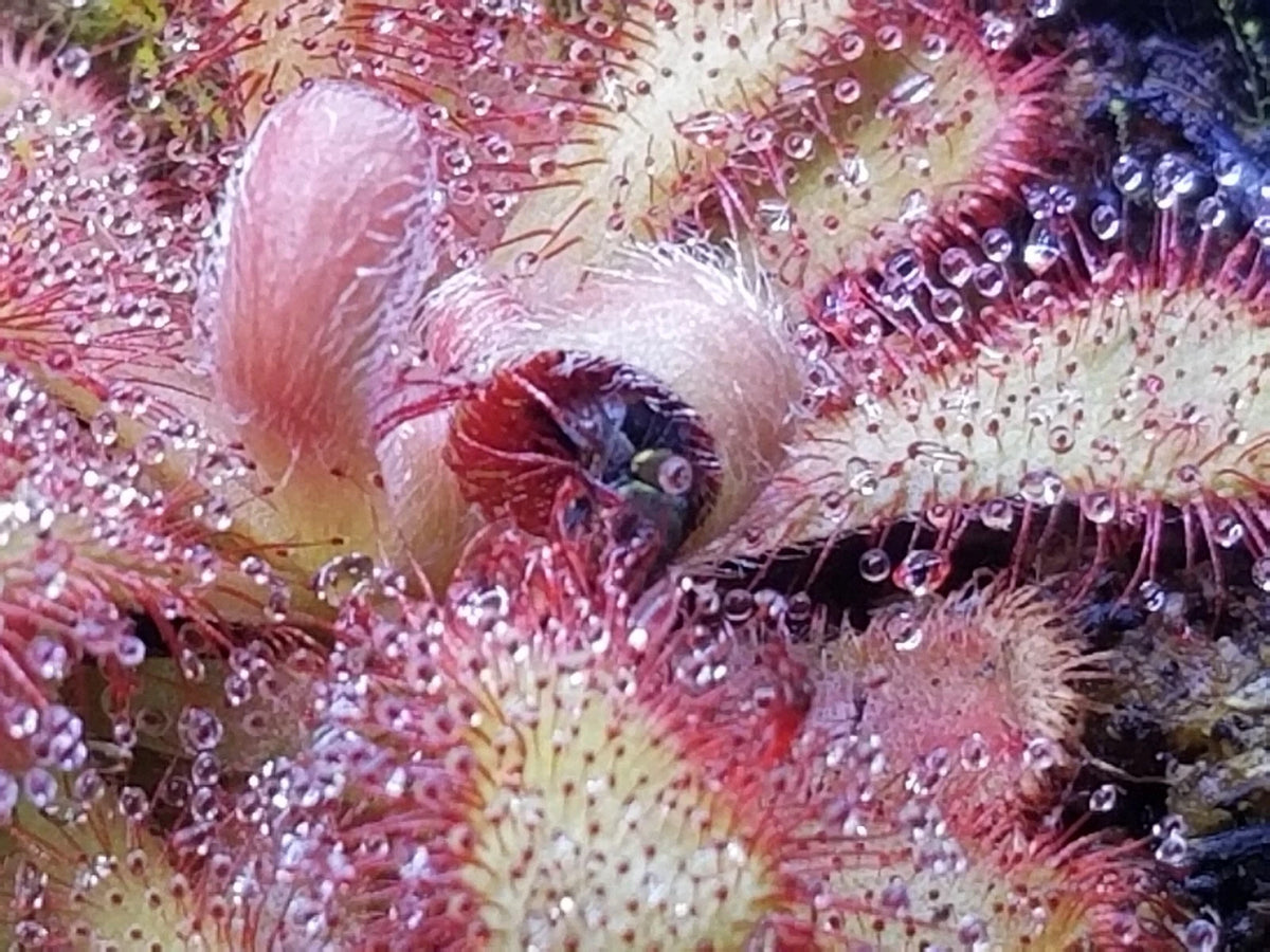 Drosera venusta Seeds - Carnivorous Sundew Plant - Very easy to grow – Heirloom, Non-GMO, High Germination Organic Garden Seeds