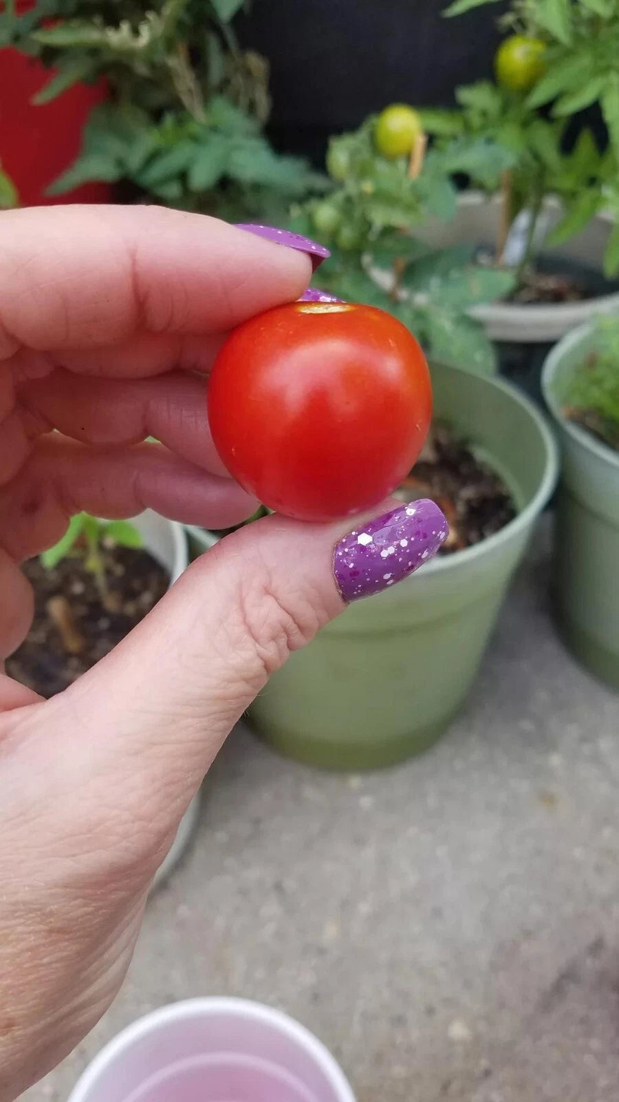 Bajaja Micro Dwarf Tomato Seeds Seeds RARE Shipping heirloom non-gmo seeds