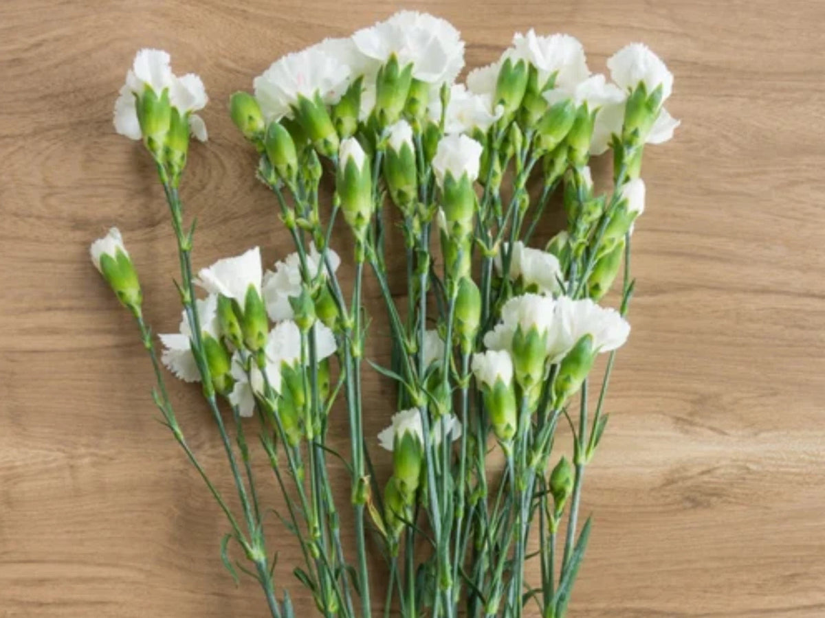 White Mini Carnation - Dianthus Flowers Seeds – Heirloom, Non-GMO, High Germination Organic Garden Seeds